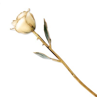 Cream White Rose Lacquer Dipped Gold Trimmed GM8317, MPN: GM8317, 810391018238