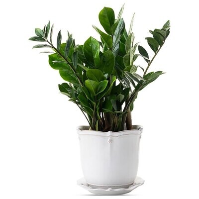 Juliska Berry &amp; Thread Whitewash 7 Inch Planter &amp; Saucer JA137/W, MPN: JA137/W, 810034834126