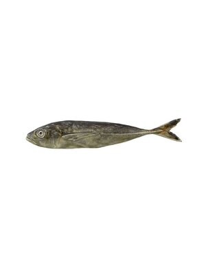 Bordallo Pinheiro Pinheiro Fish and Shellfish Horse Mackerel Decorated 65021732, MPN: 65021732, 560…