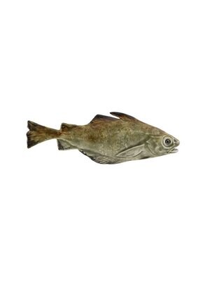 Bordallo Pinheiro Pinheiro Fish and Shellfish Pouting Fish Decorated 65021714, MPN: 65021714, 56004…