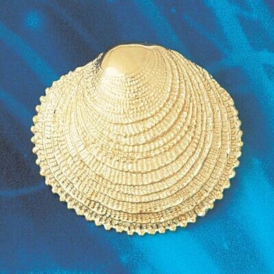 Dazzlers Jewelry Seashell Slide Pendant Necklace Charm Bracelet in Yellow, White or Rose Gold 67, M…