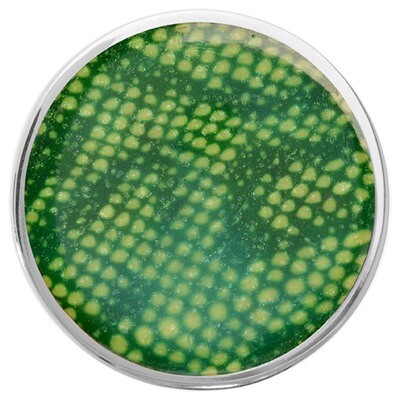 Nikki Lissoni Green Snake Print Large Silver-Plated 43mm Coin C1313SL, MPN: C1313SL, 8718627467978