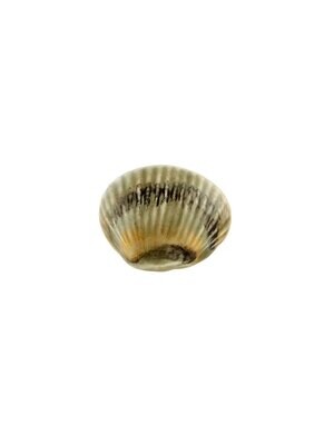 Bordallo Pinheiro Pinheiro Fish and Shellfish Cockle Decorated 65021728, MPN: 65021728, 56004136059…