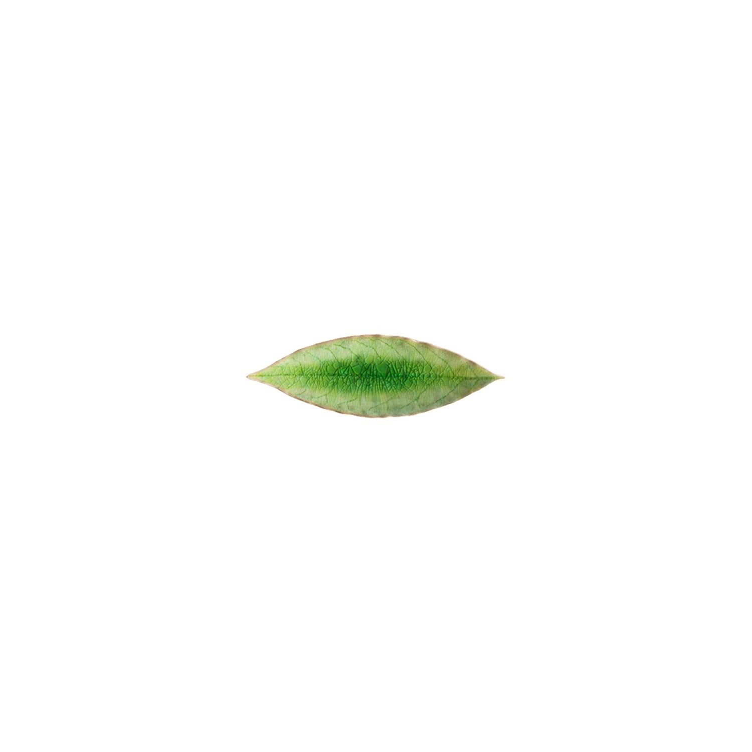 Costa Nova Riviera Tomate 7 Inch Laurel Leaf, VEP182-TMT, 5606739934798