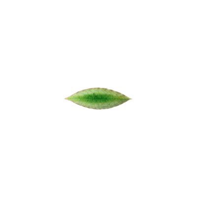 Costa Nova Riviera Tomate 7 Inch Laurel Leaf, VEP182-TMT, 5606739934798