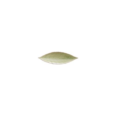Costa Nova Riviera Vert Frais 7 Inch Laurel Leaf, VEP182-VRF, 5606739934781