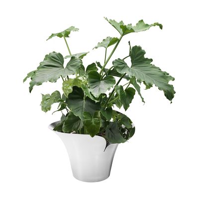George Jensen Bloom Botanica Flower Pot Large 10019515, 5713275217503