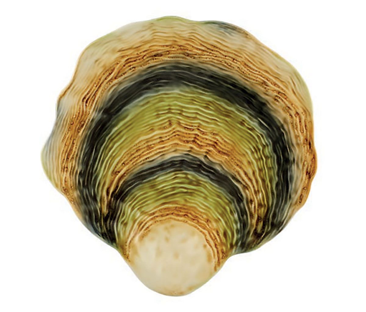 Bordallo Pinheiro Oysters &amp; Scallops Charger 65033050, 5600413639122