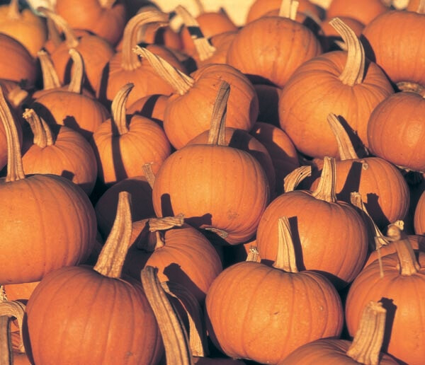 2025 Harvest Festival Admission