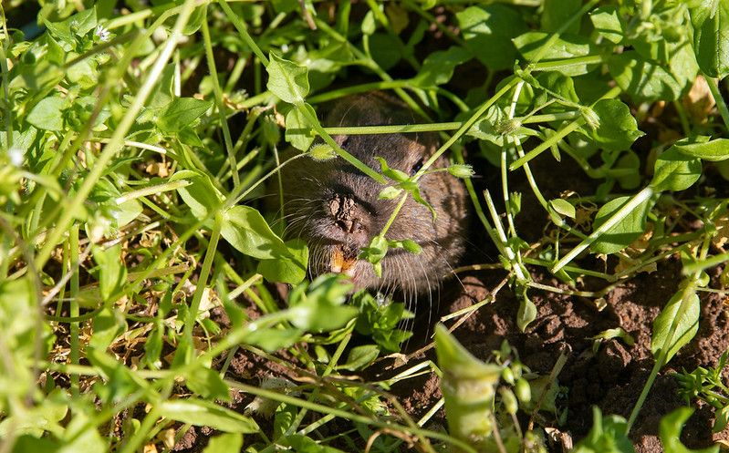 gopher under foliage