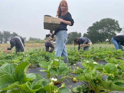 U-Pick Strawberries and Blueberries