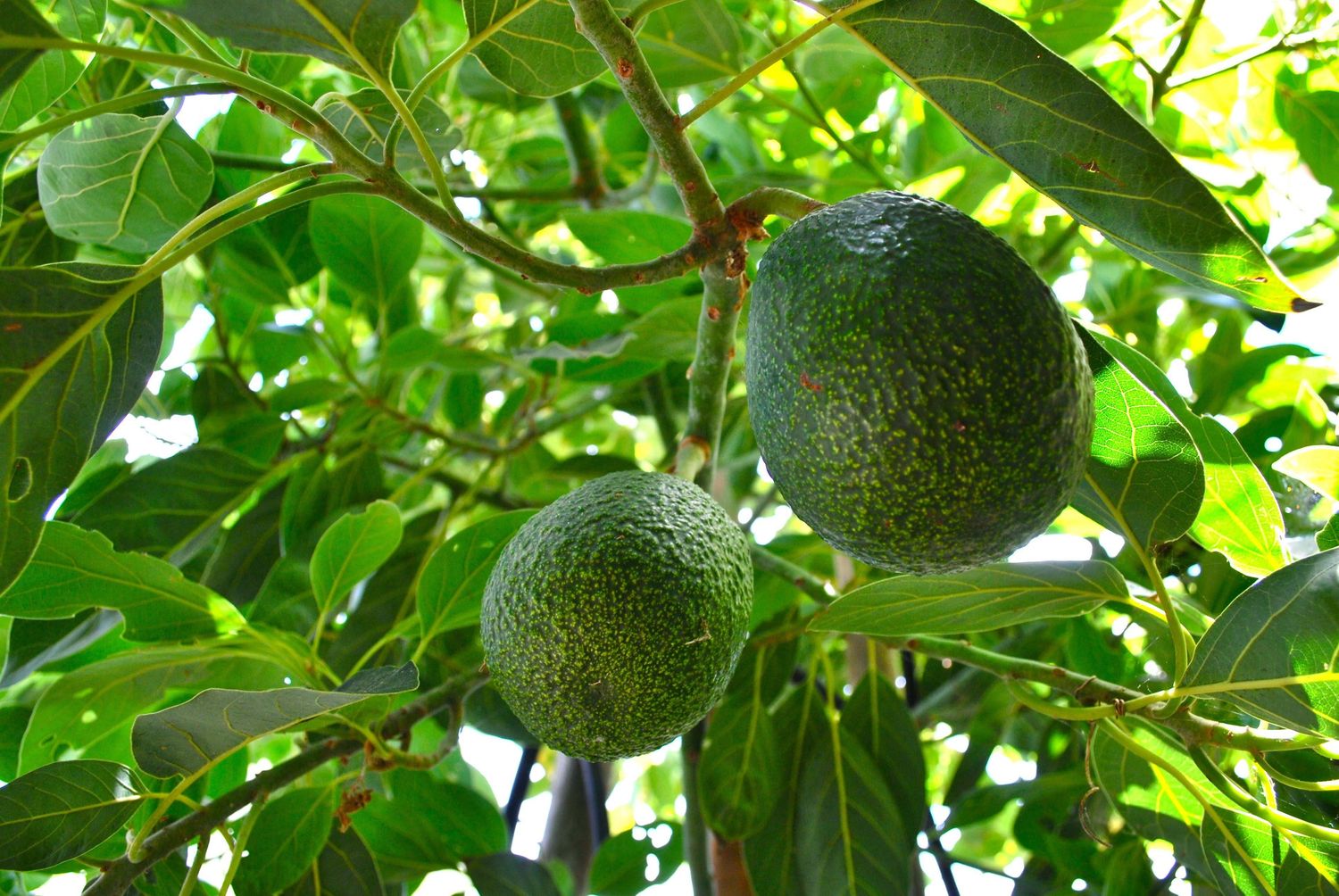 Avocado Production Workshop: From Planting to Harvest