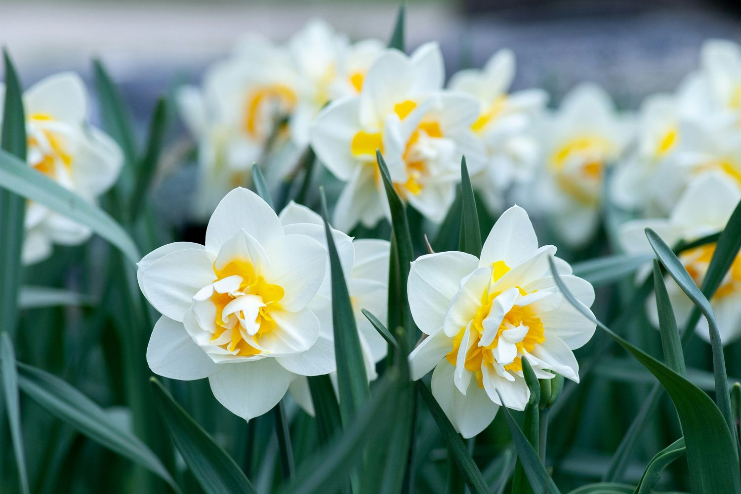 Fall-Planted Cut Flowers Workshop (Bulbs, perennials, and seeds)