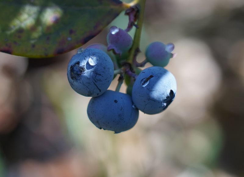 Backyard Series: Blueberries for the Home Garden and Small Farm