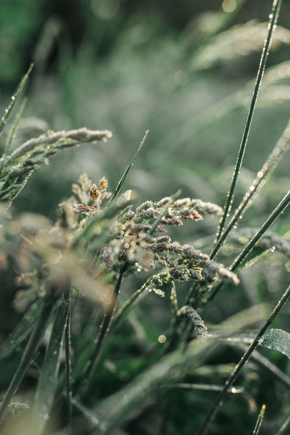 Build Your Own Holistic Medicine Cabinet