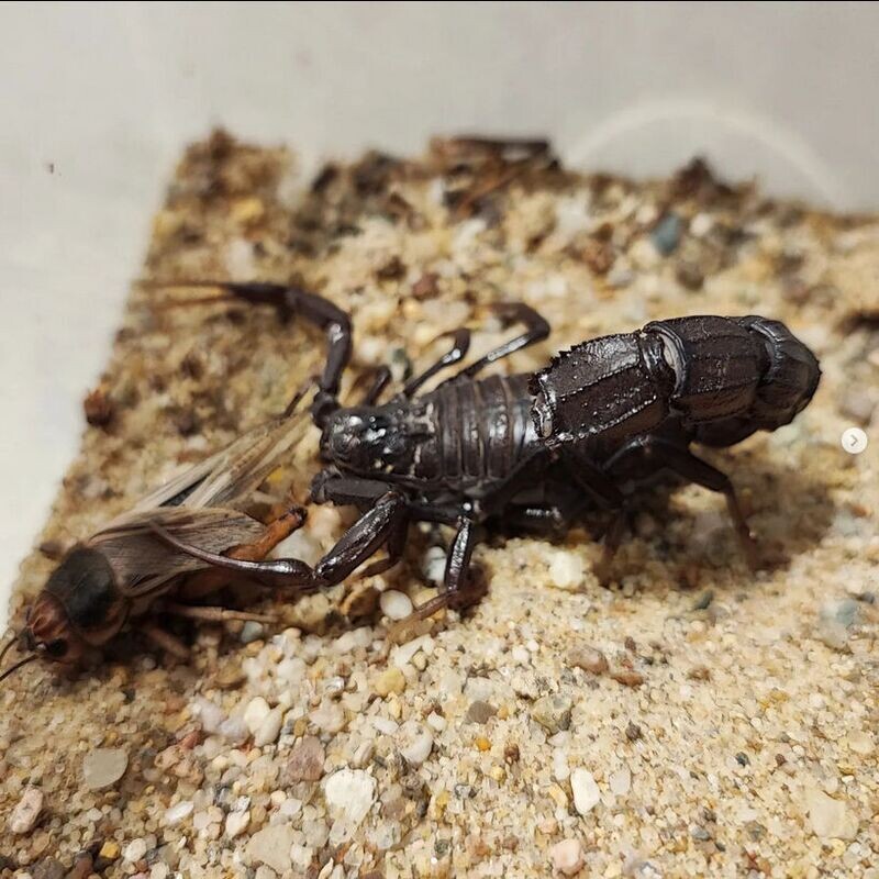 Androctonus bicolor 1.0