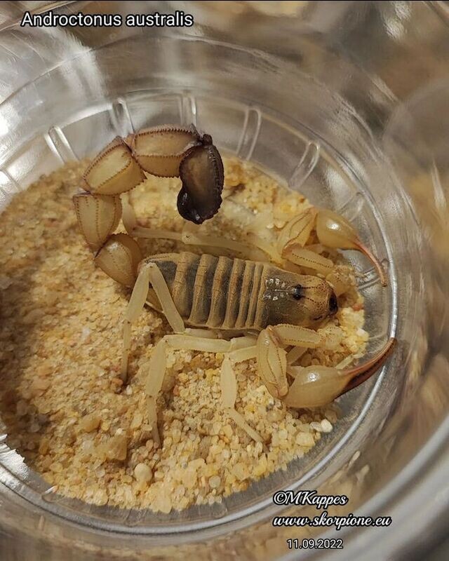 Androctonus australis 1.0