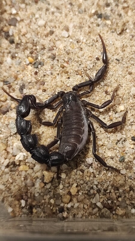 Androctonus bicolor 1.0