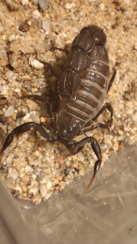Androctonus bicolor 0.1