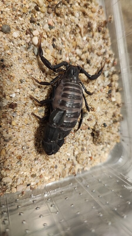 Androctonus bicolor 0.1