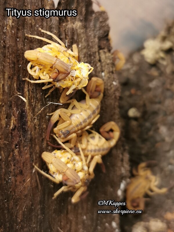 Tityus stigmurus ENZ