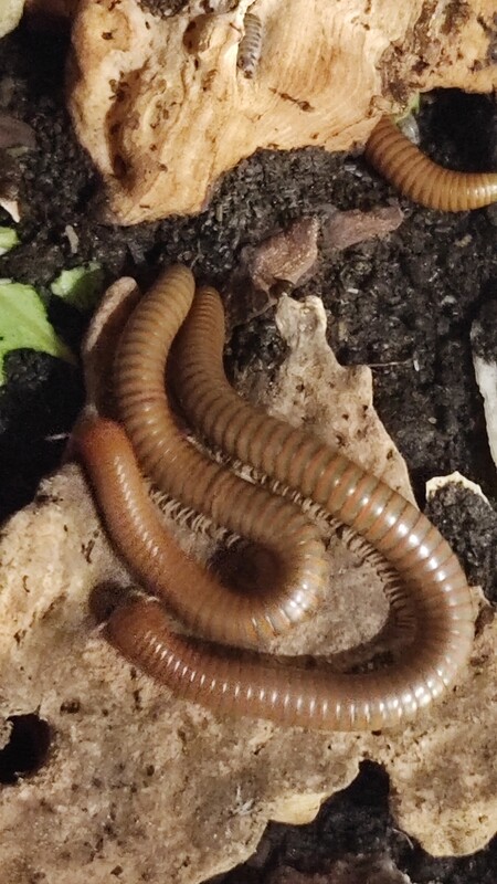 Spirostreptus spec. 1 "Tansania"