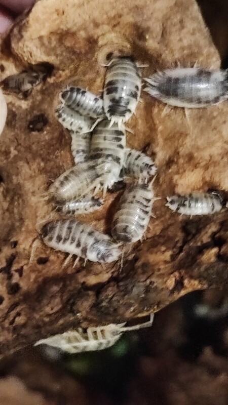 Porcellio laevis "Panda" / "Dalmatiner"