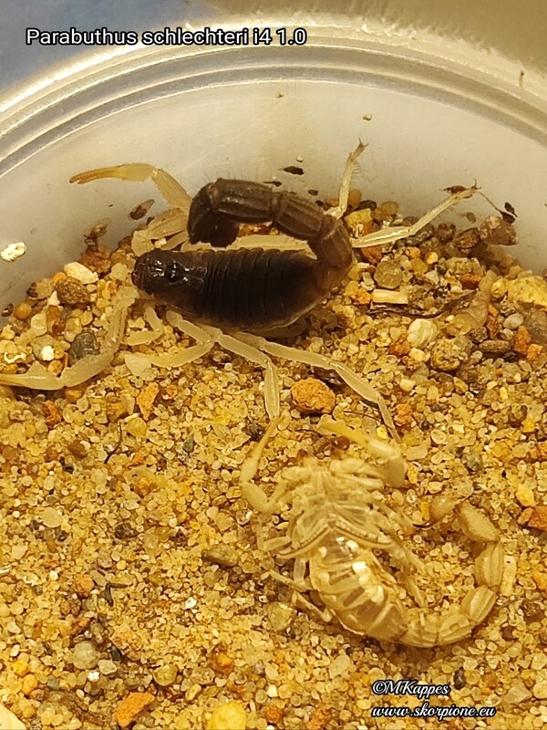 Parabuthus schlechteri ENZ