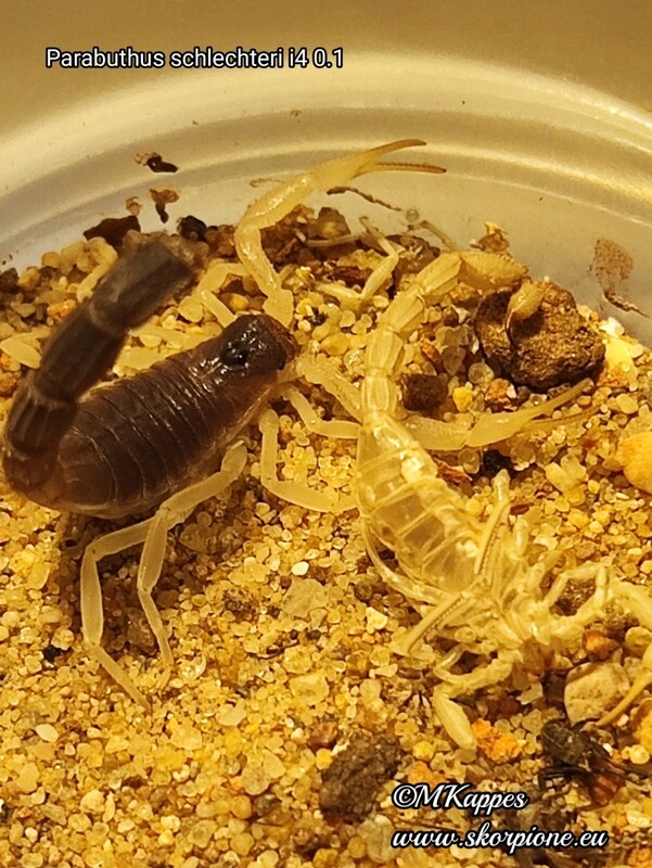Parabuthus schlechteri ENZ
