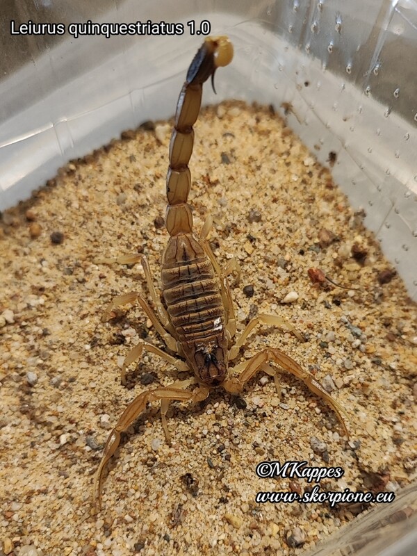 Leiurus quinquestriatus 1.0