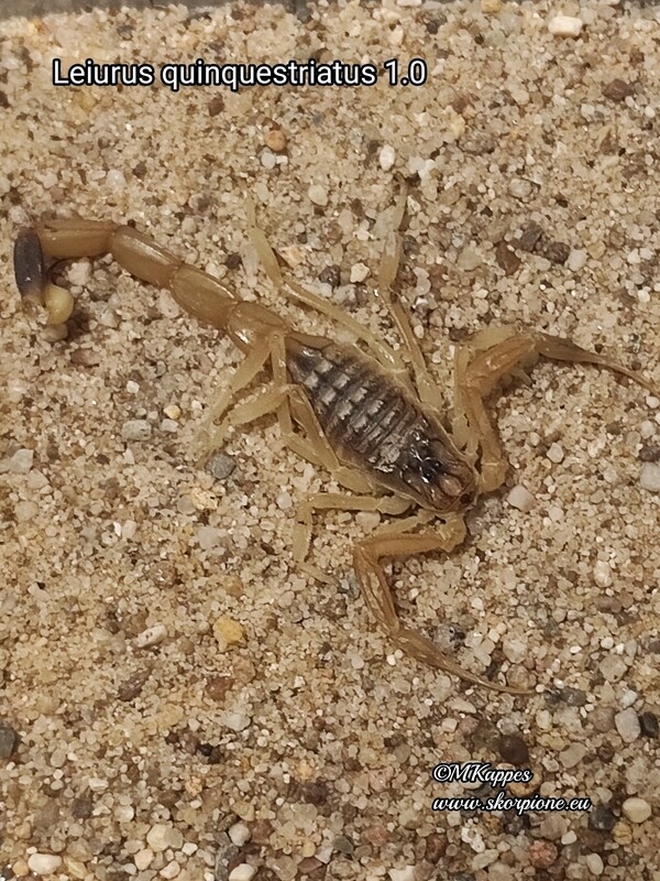 Leiurus quinquestriatus 1.0