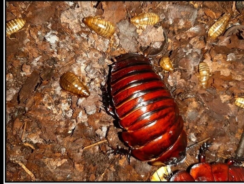 Macropanesthia rhinoceros Paare