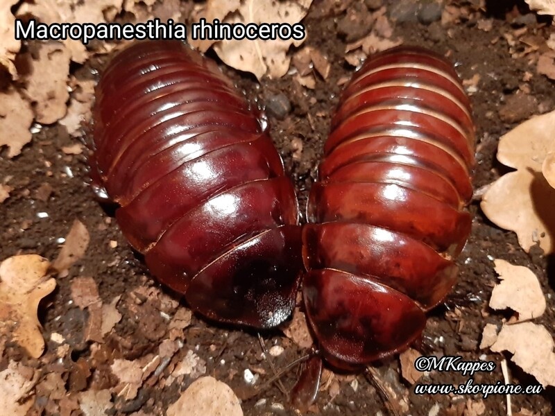Macropanesthia rhinoceros Paare 
