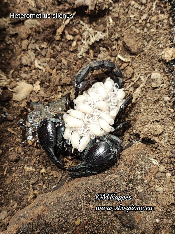 Heterometrus silenus 0.1