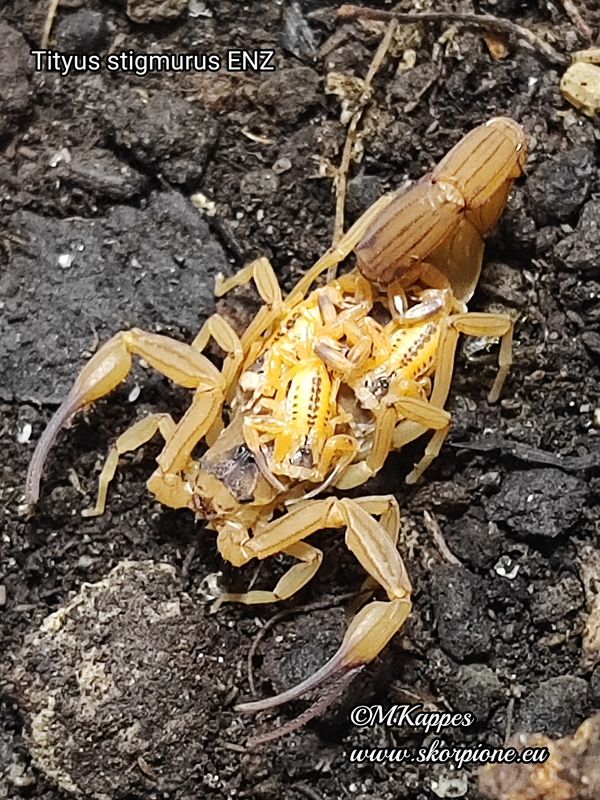 Tityus stigmurus ENZ