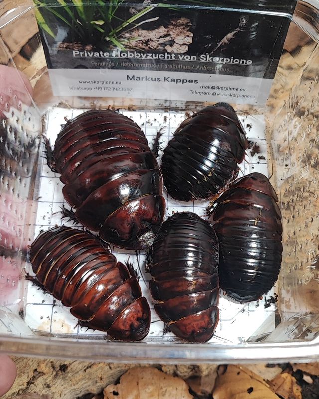 Macropanesthia rhinoceros Paare