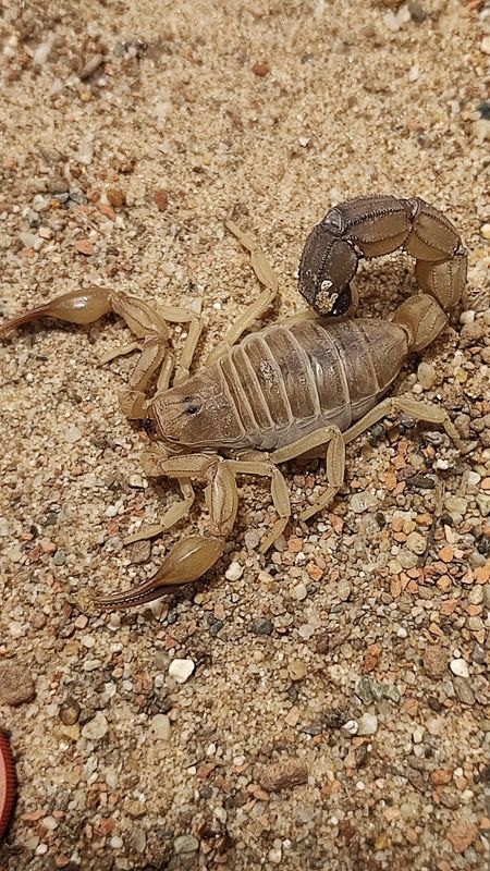 Androctonus australis 1.1