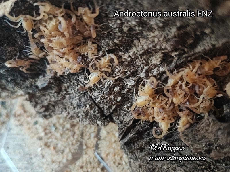 Androctonus australis ENZ