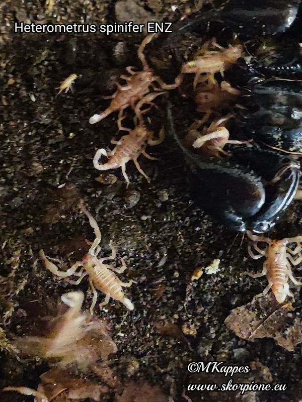 Heterometrus sp. spinifer "Malaysia" ENZ 10/24
