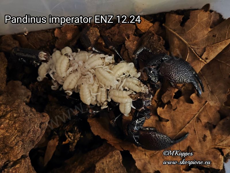 Pandinus imperator ENZ 12/24