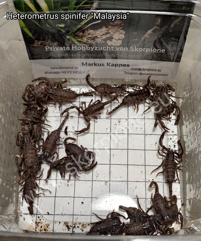 Heterometrus sp. spinifer "Malaysia" ENZ 10/24