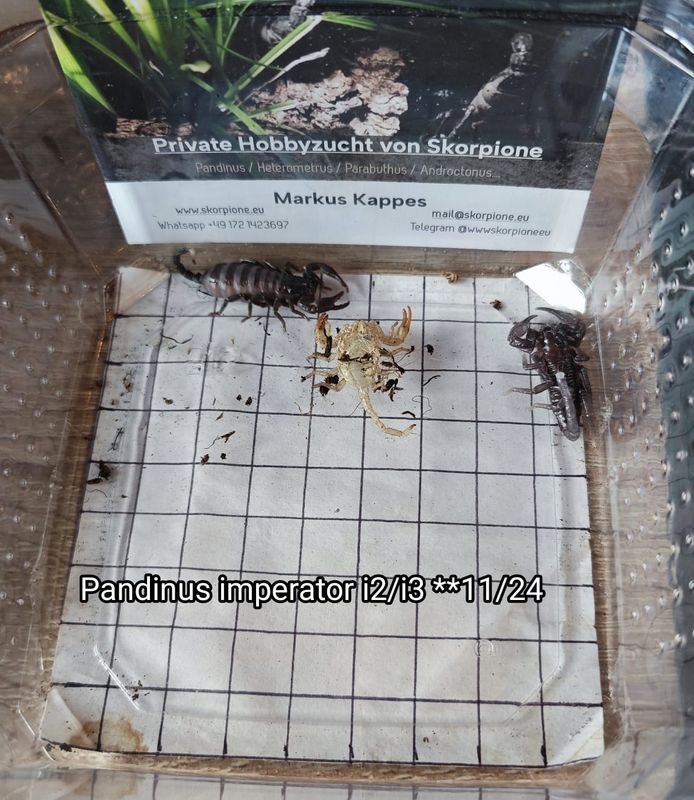 Pandinus imperator ENZ 12/24