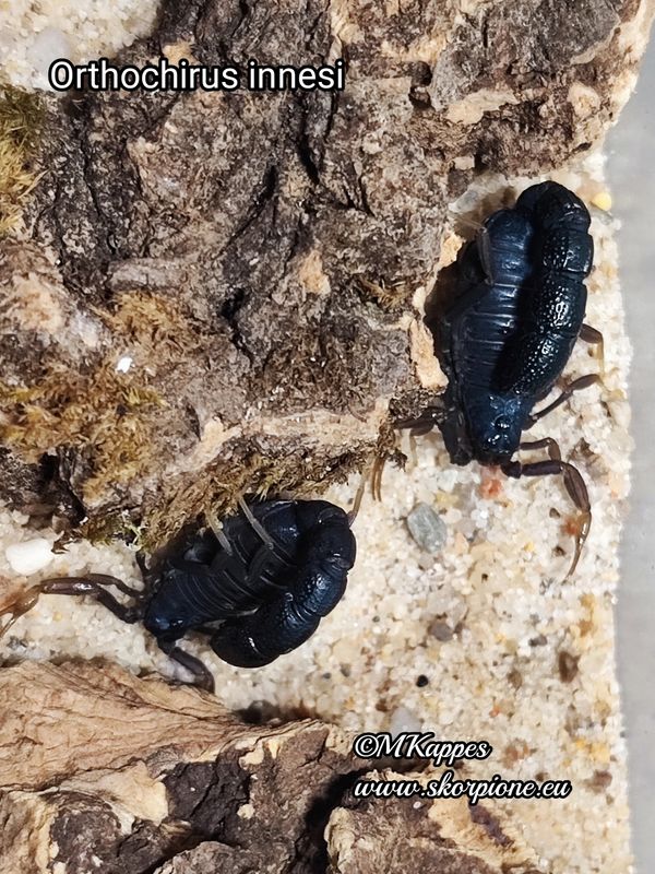 Orthochirus innesi "bulk"