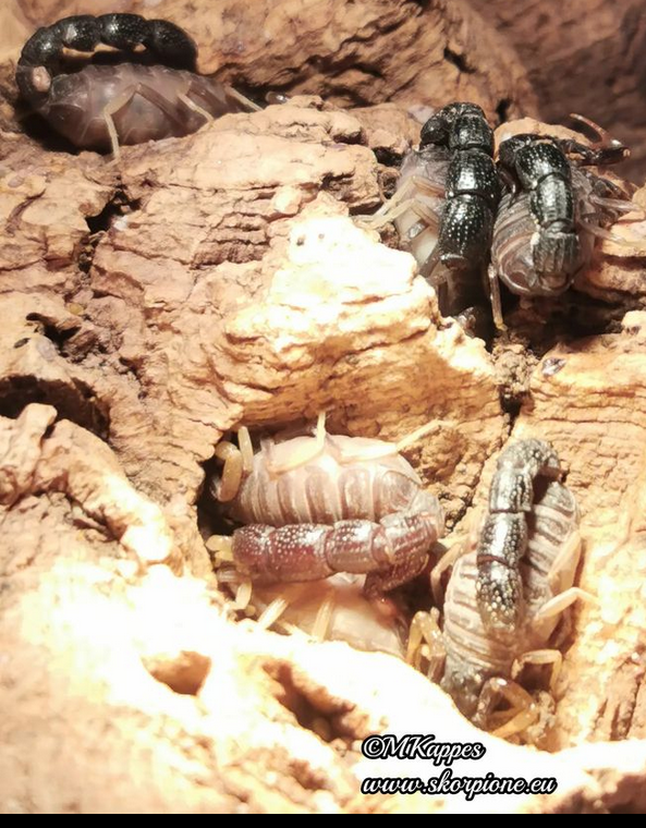 Orthochirus innesi "bulk"