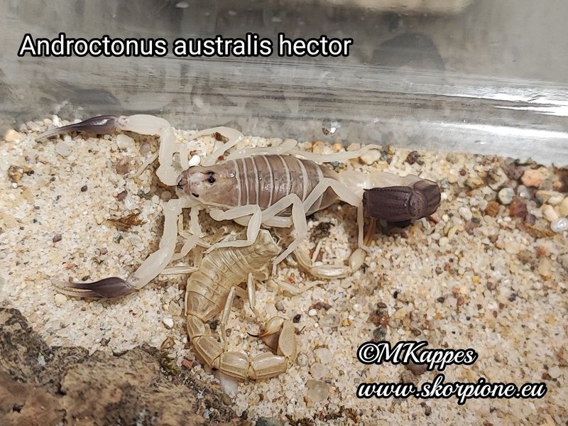 Androctonus australis hector ENZ