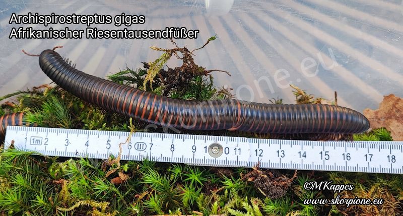 Archispirostreptus gigas