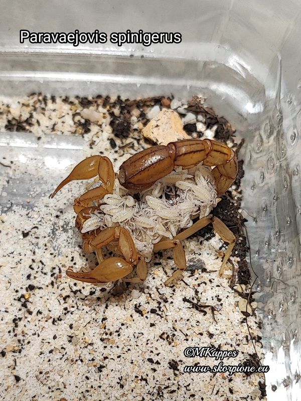 Paravaejovis spinigerus