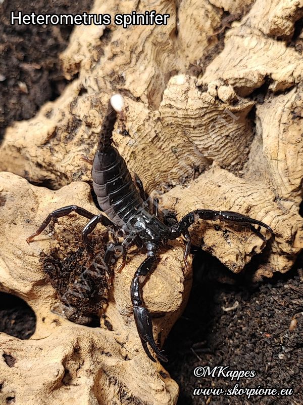 Heterometrus sp. spinifer "Malaysia" ENZ 11/24