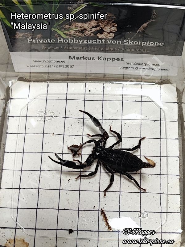 Heterometrus sp. spinifer "Malaysia" ENZ 11/24