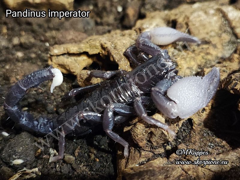 Pandinus imperator ENZ 12.24
